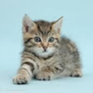 Meet your Posher, Barty